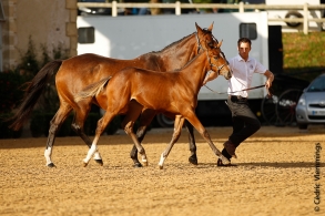 Les champions Foals et Poulinières