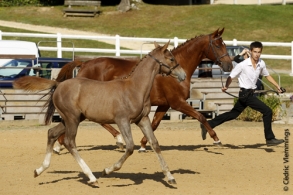 Championnat des Poulinières...