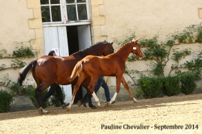 Championnat des foals :...