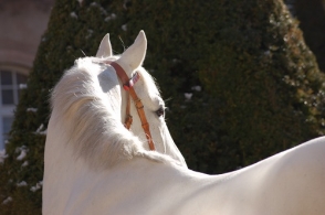 Commission du stud-book AA le...