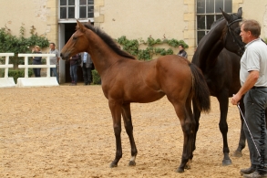 Falbala Casteras championne...