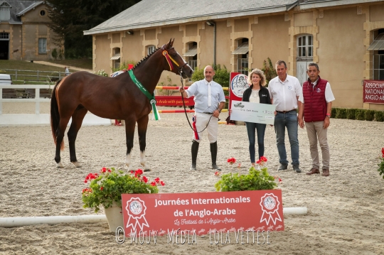 Kuba de Spi AA champion des 3 ans section 3