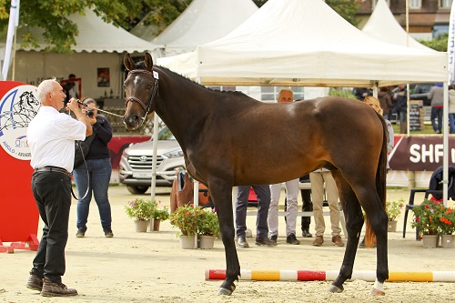 Furioco des loges champion de France