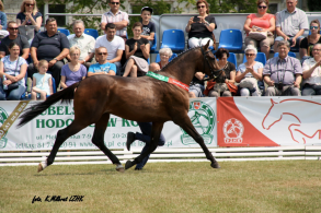 Championnat de Pologne des...