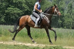 concours d'élevage endurance