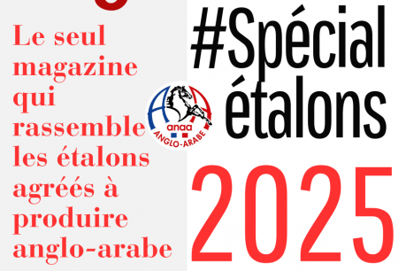 Préparation du prochain Anglo'Mania spécial étalons